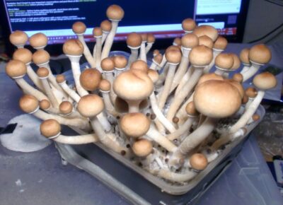 mushroom dispensary nj