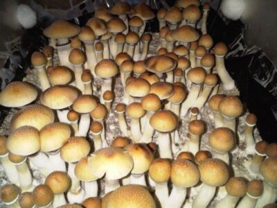 mushroom dispensary nj